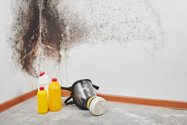 Best Best Mold Removal Companies  in Almedia, PA