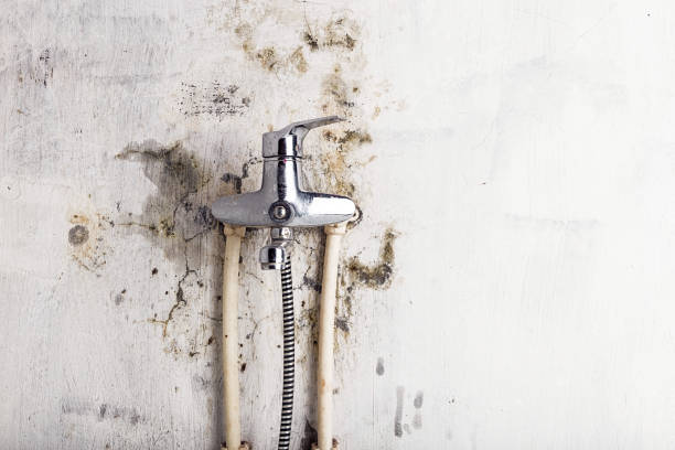 Best Mold Damage Repair  in Almedia, PA