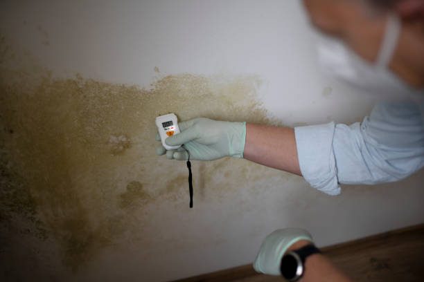 Mold Removal Process in Almedia, PA