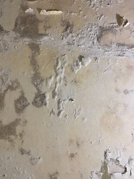 Best Mold Removal Process  in Almedia, PA