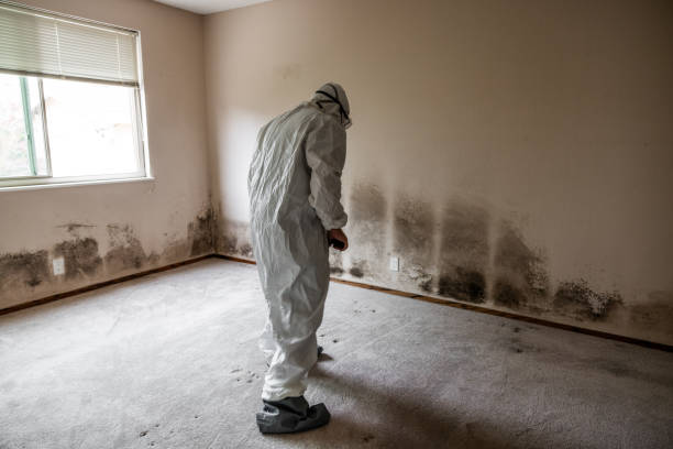 Office Mold Removal Services in Almedia, PA