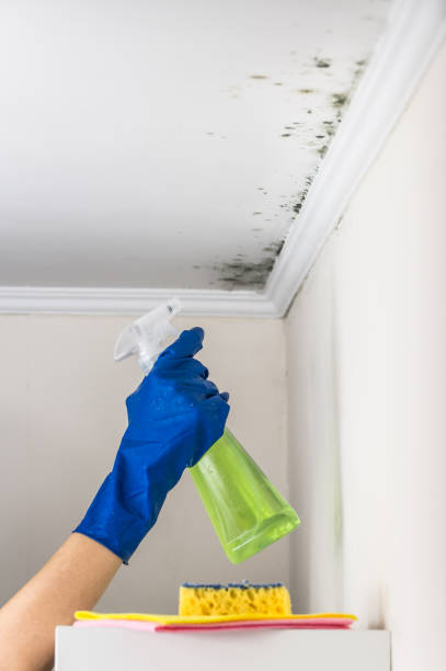 Best Professional Mold Removal  in Almedia, PA