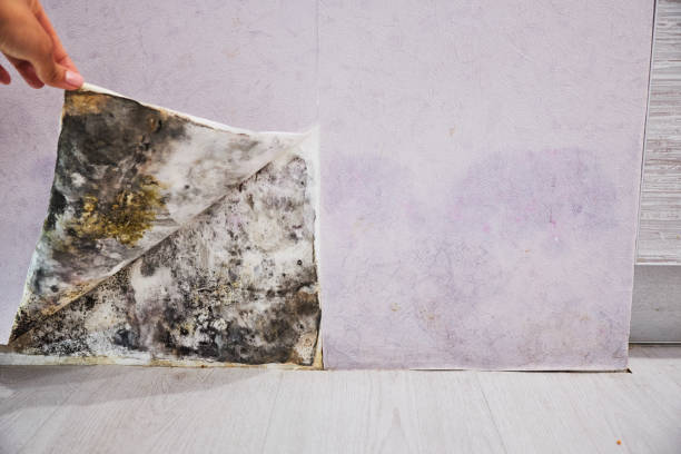 Best Water Damage Restoration  in Almedia, PA